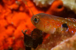 Image of Spotted goby