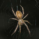 Image of Araneus stolidus (Keyserling 1887)