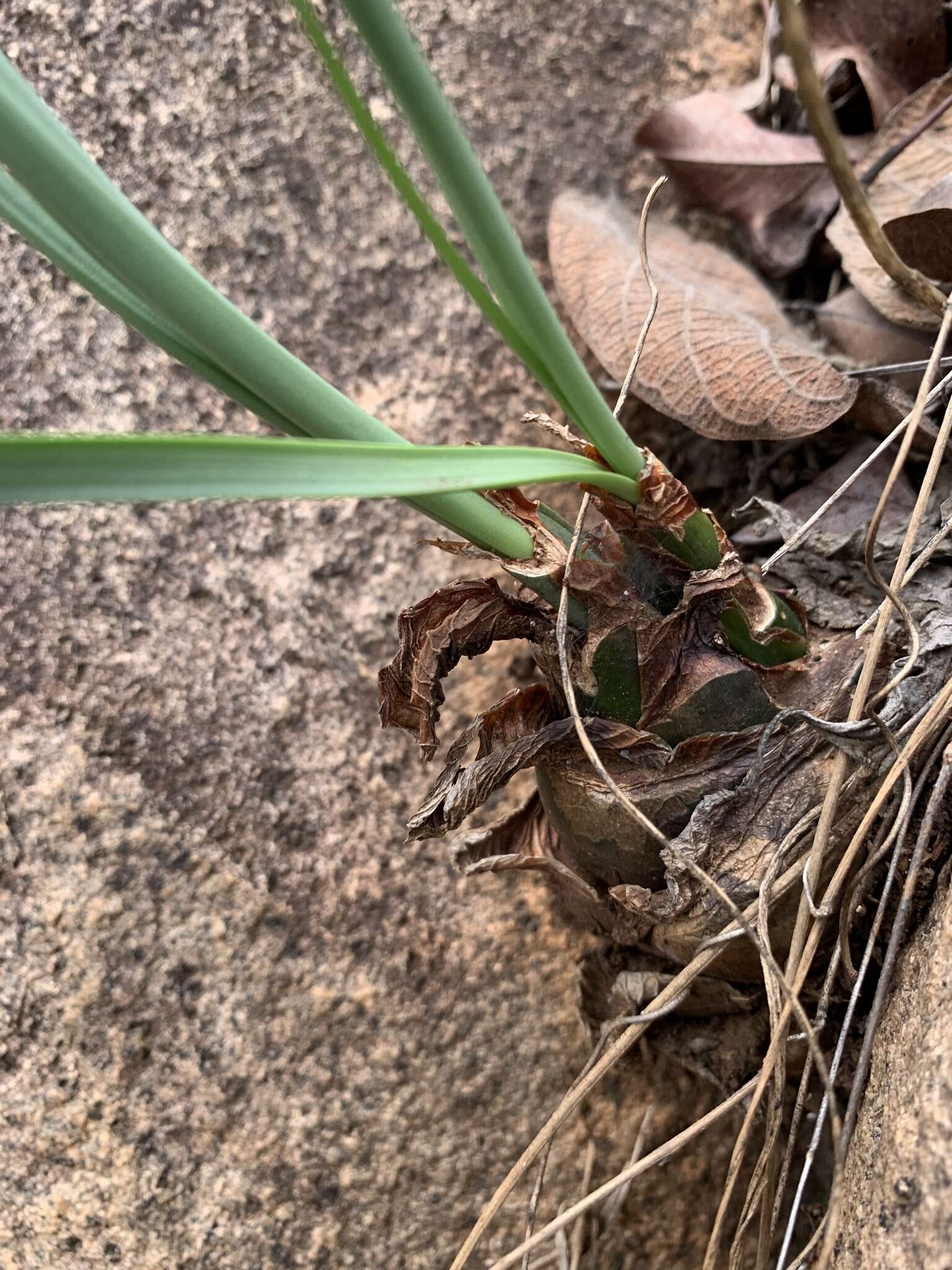 Image of Drimia delagoensis (Baker) Jessop