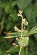 Plancia ëd Mimosa polydactyla Willd.