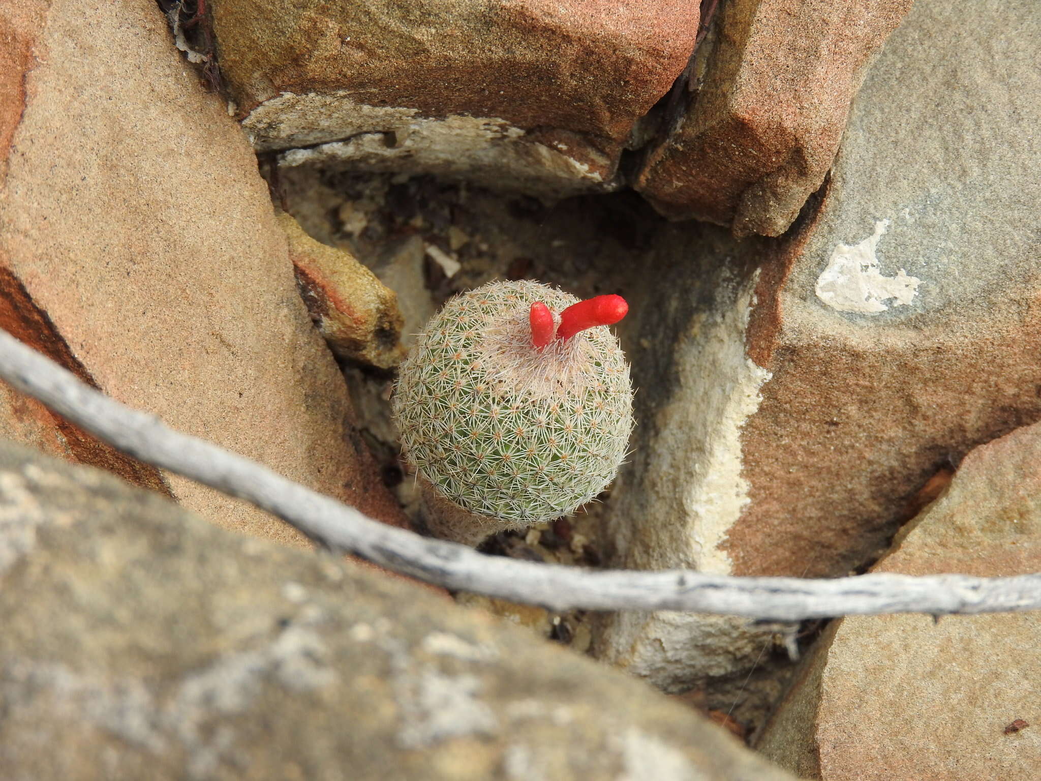 Image of Epithelantha pachyrhiza (W. T. Marshall) Backeb.