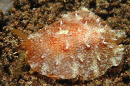 Imagem de Pleurobranchus albiguttatus (Bergh 1905)