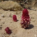 Image of Cistanche rosea Baker