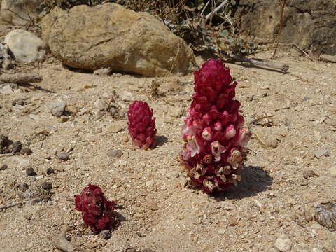 Image of Cistanche rosea Baker