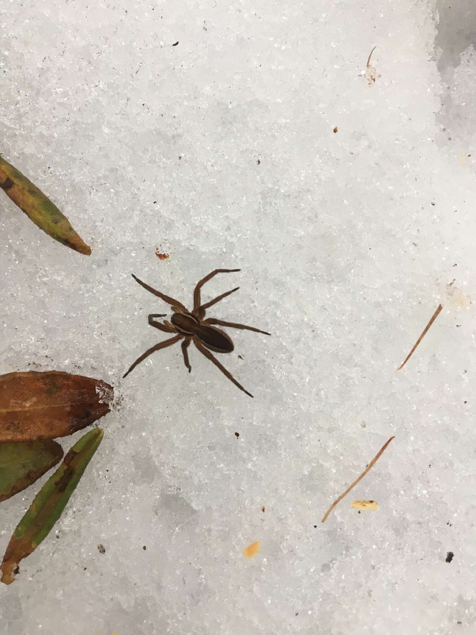 Plancia ëd Dolomedes striatus Giebel 1869