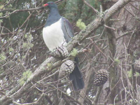 Image of Chatham Island pigeon