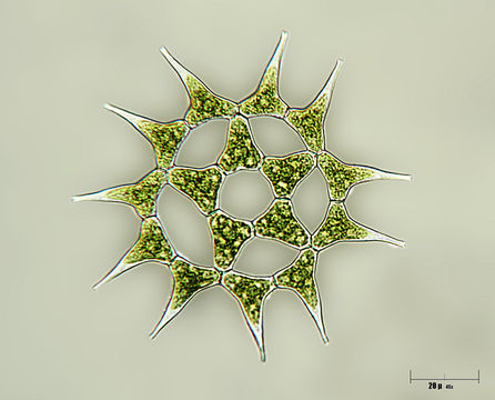 Image of <i>Pediastrum simplex</i>