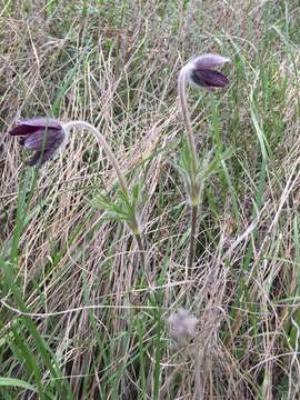 Pulsatilla montana (Hoppe) Rchb. resmi