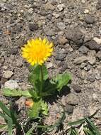 Image of Taraxacum acricorne Dahlst.