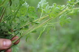 Corydalis capnoides (L.) Pers. resmi