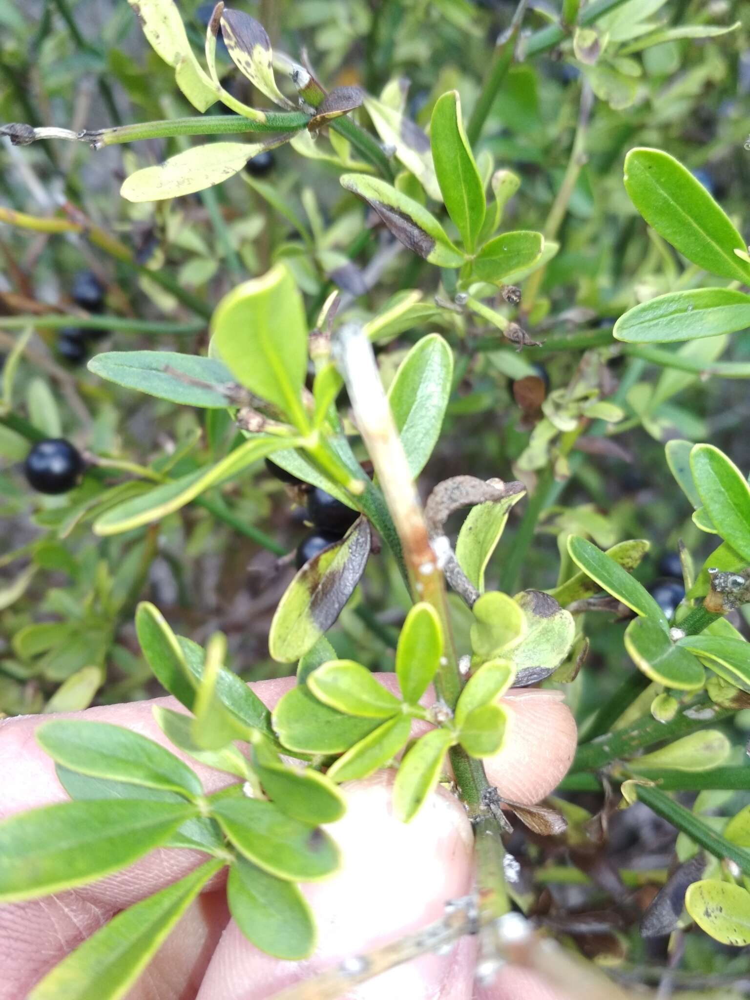 Image of Chrysojasminum fruticans (L.) Banfi