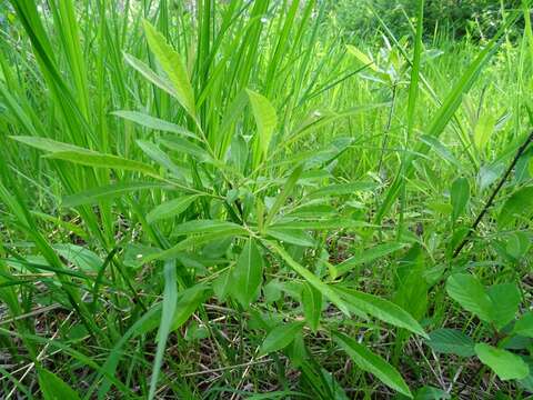 Image de Salix humilis Marsh.