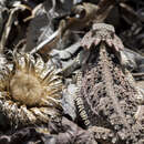 Image of Phrynosoma orbiculare dugesii (Duméril & Bocourt 1870)