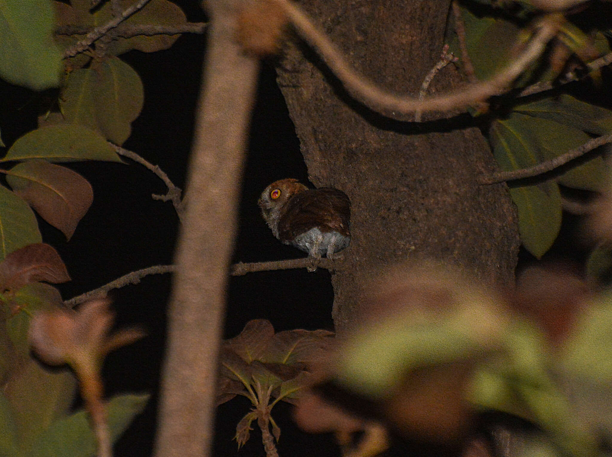 Image of Oriental Scops Owl