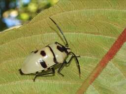 Image of <i>Eucorysses grandis</i>