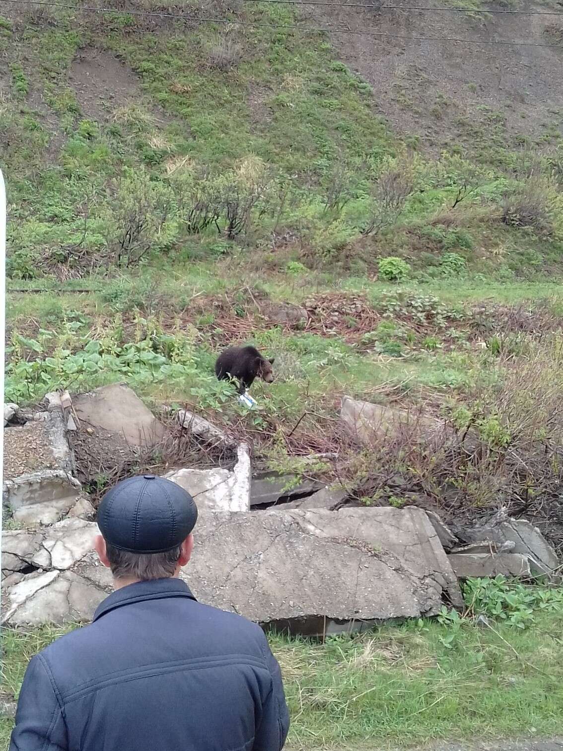 Image of Ussuri brown bear