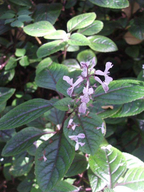 Image of speckled spur flower