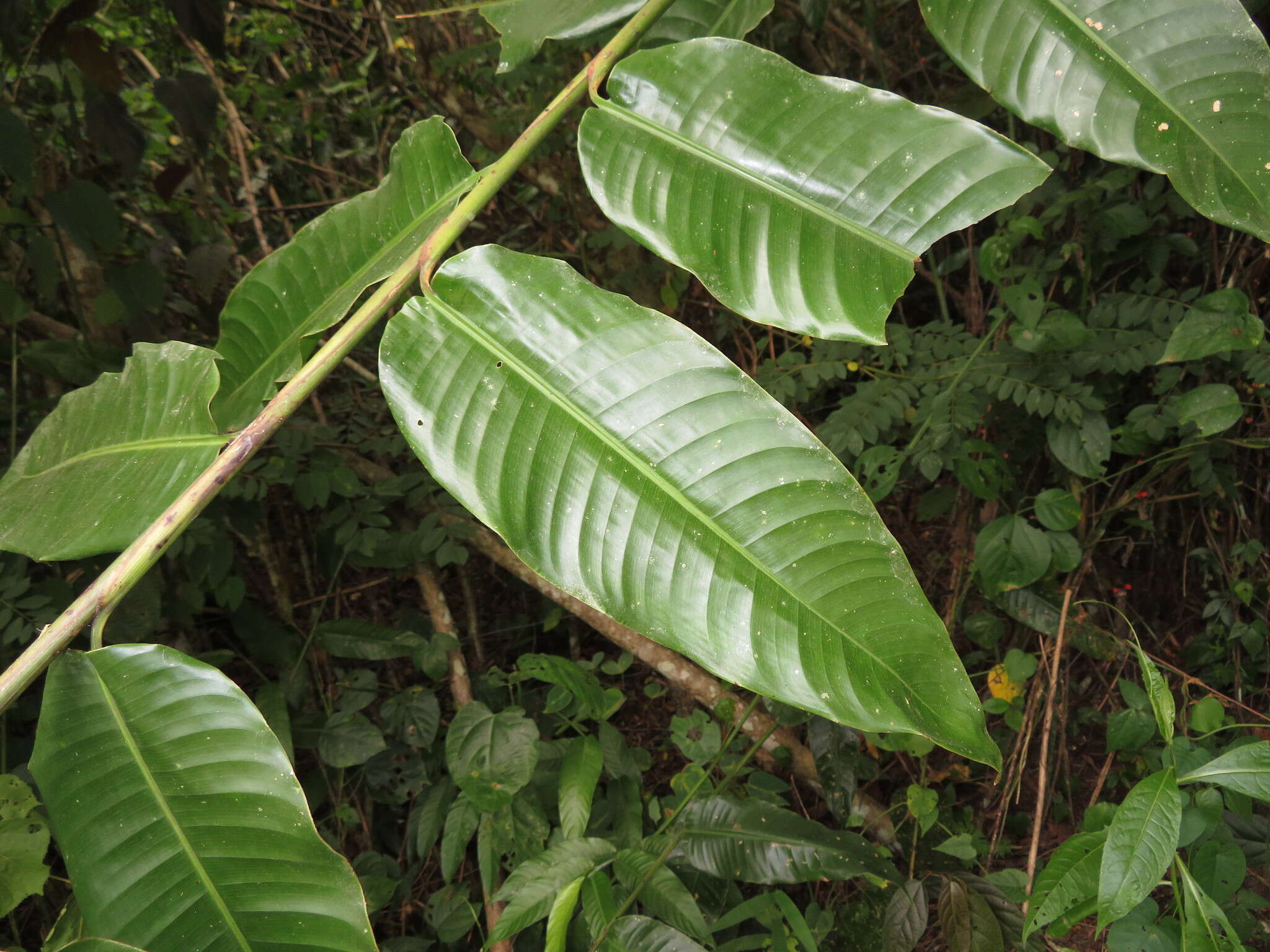 Image of Heliconia hirsuta L. fil.