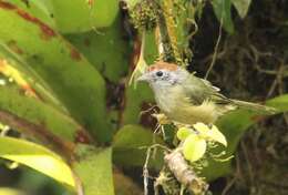 Image of Rufous-crowned Greenlet