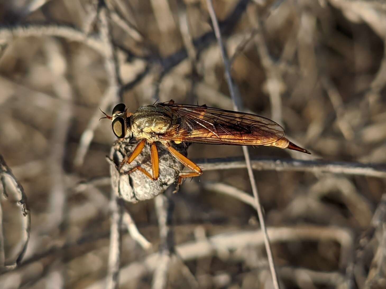 Plancia ëd <i>Aneomochtherus ochriventris</i>