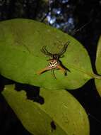 Image of Micrathena banksi Levi 1985