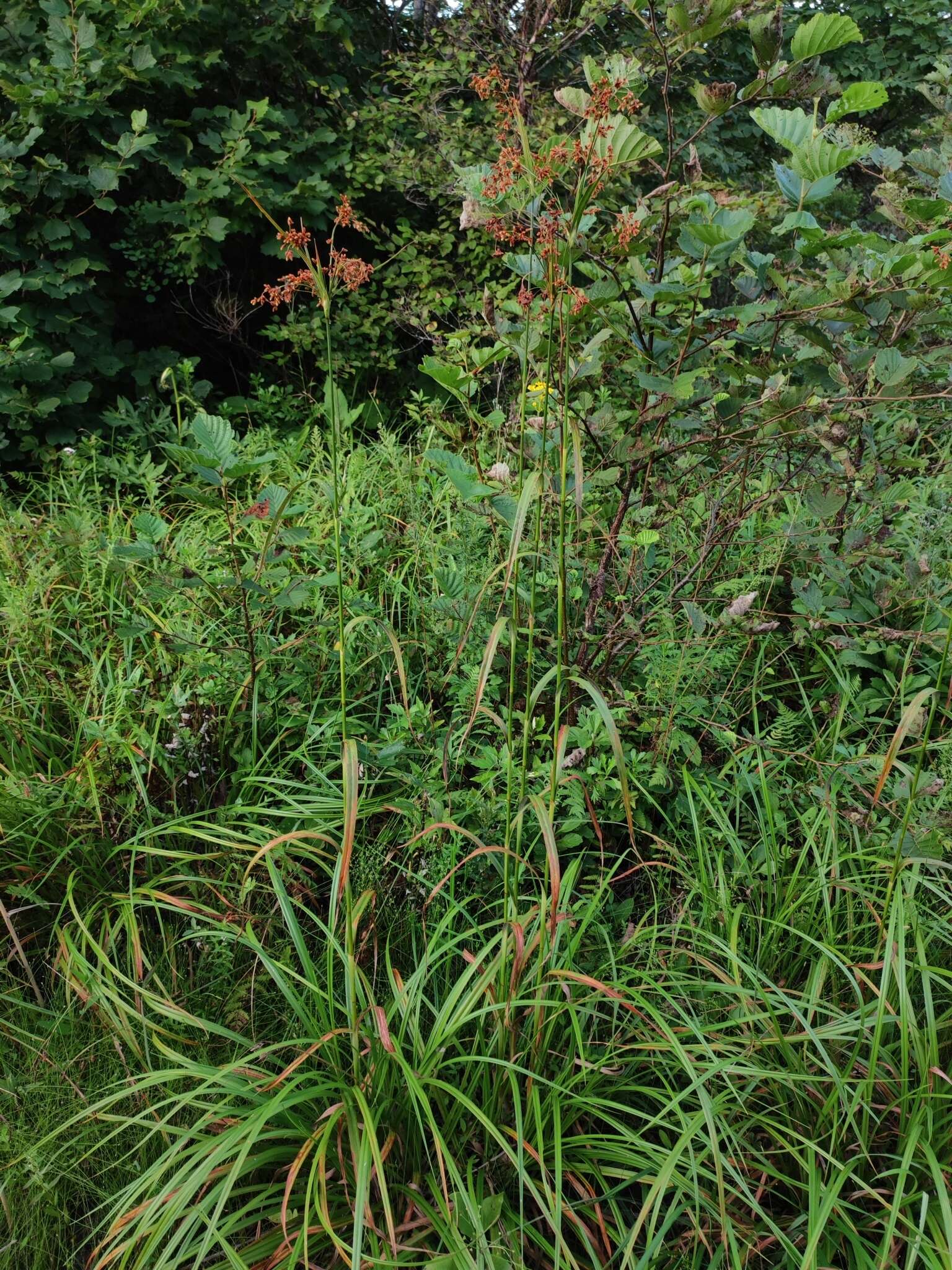 Imagem de Scirpus lushanensis Ohwi