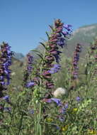 Image of Hyssopus officinalis subsp. officinalis