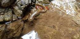 Image of Siberian salamanders