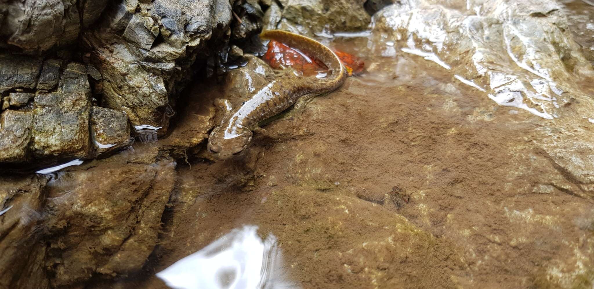 Image of Siberian salamanders