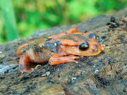 Image of Lyciasalamandra fazilae (Basoglu & Atatür 1975)