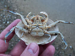 Image of Granulated mask crab