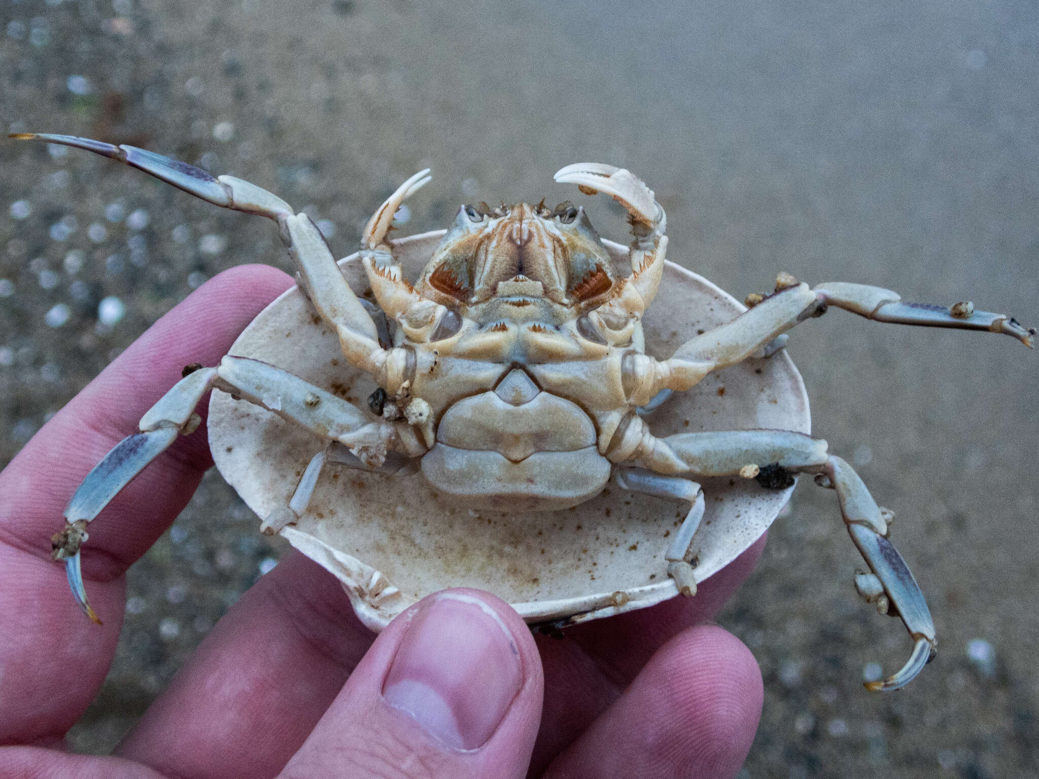 Image of Granulated mask crab