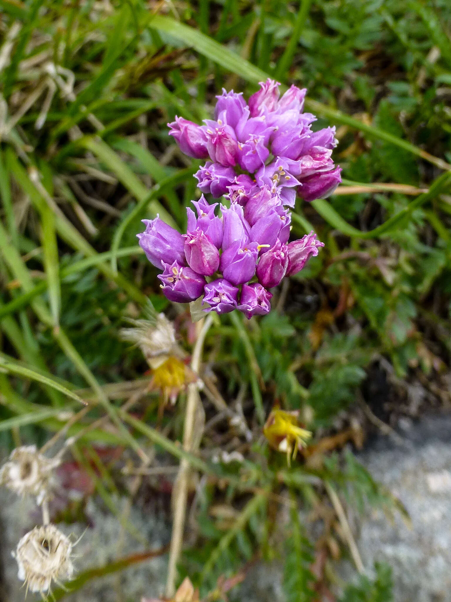 Image of Geyer's onion