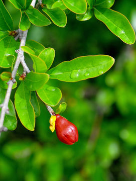 Image of Pomegranate