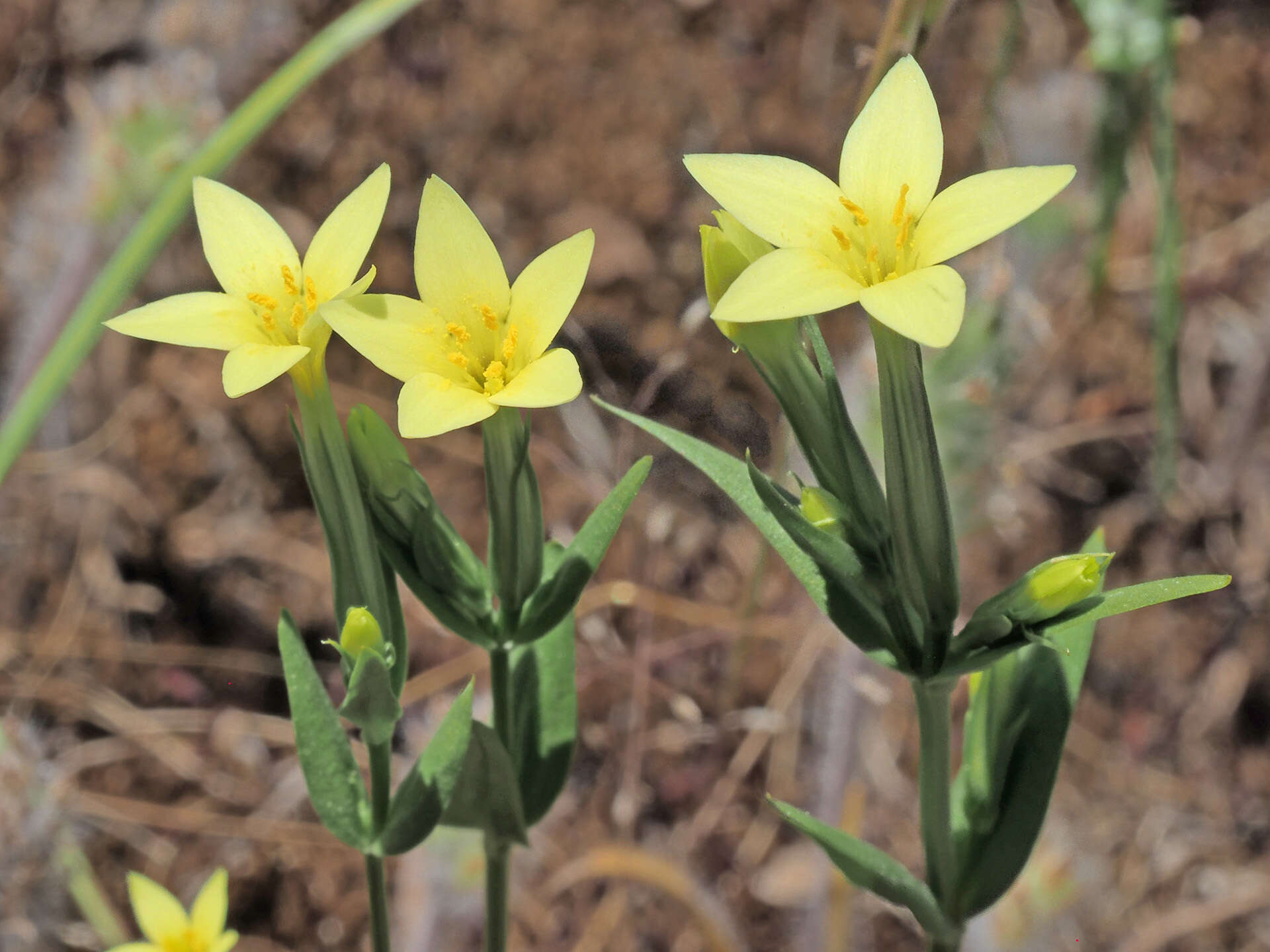 Image of Yellow centaury