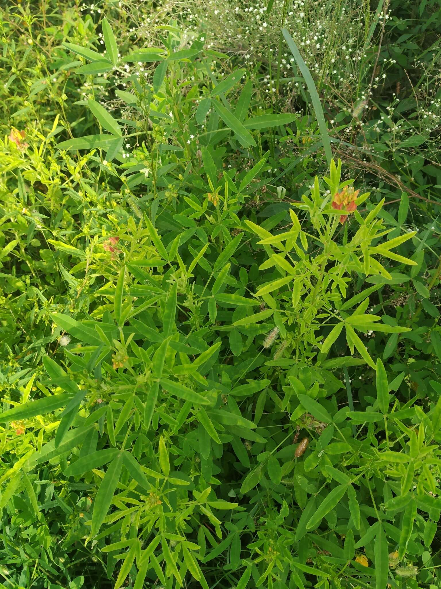 Crotalaria goreensis Guill. & Perr. resmi