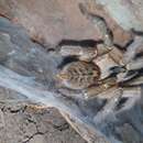 Image of Greater Horned Baboon Tarantula