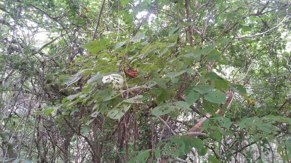 Image of Bursera grandifolia (Schltdl.) Engl.