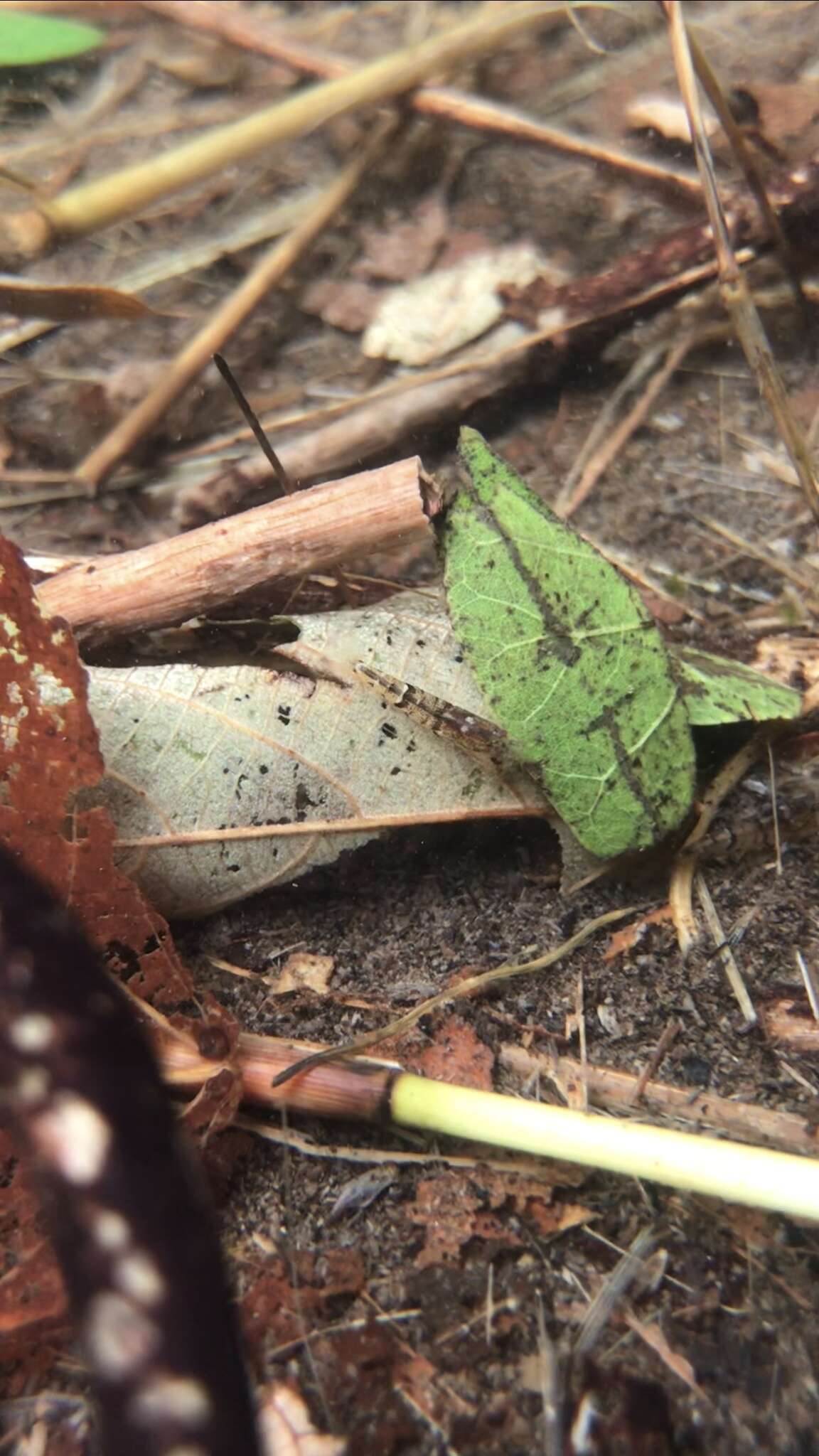 Image of <i>Caridina serrata</i>