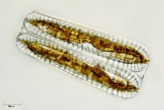 Image of <i>Surirella robusta</i> Ehrenberg