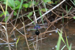 Image of Rhyothemis severini Ris 1913