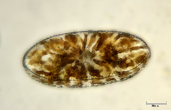 Image of <i>Cymatopleura ellipica</i> Brebisson