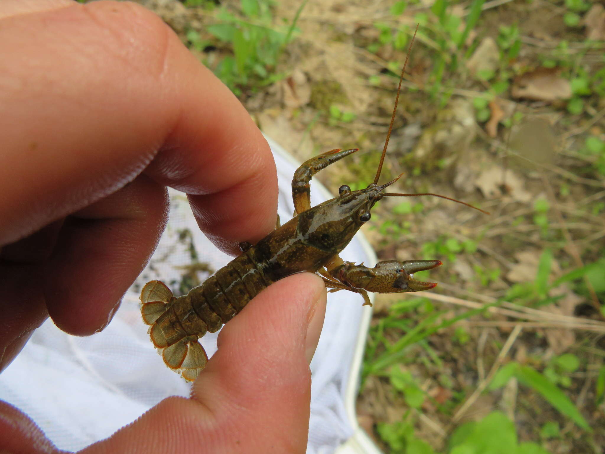 Image of <i>Faxonius punctimanus</i>