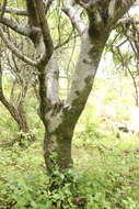 Image of Bursera copallifera (Sesse & Moc. ex DC.) Bullock