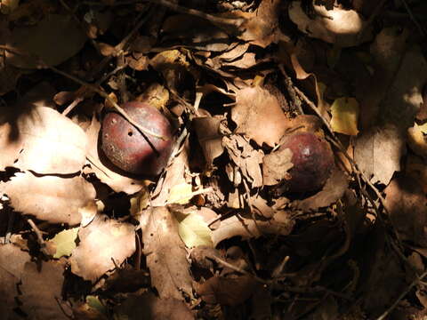 Image of Quercus infectoria subsp. veneris (A. Kern.) Meikle