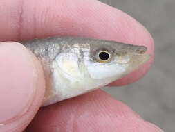 Image of Longnose Killifish