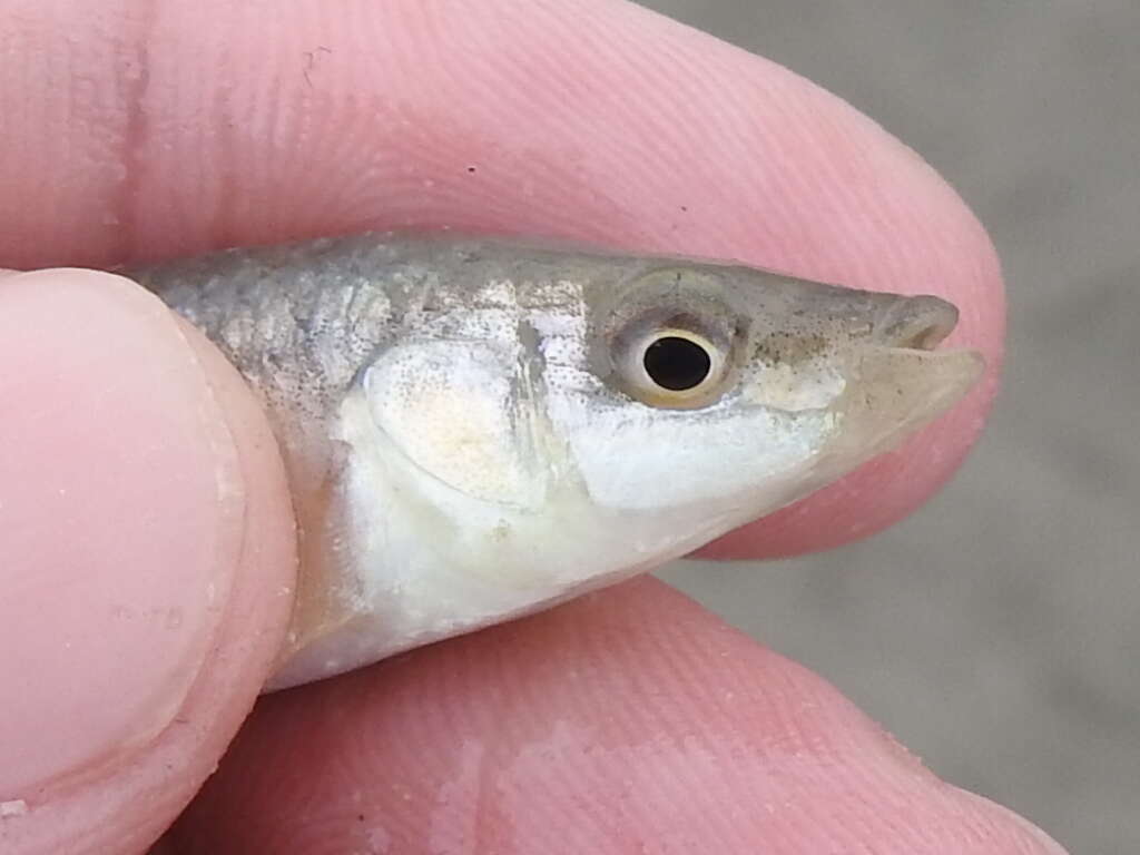 Image de Fundulus similis (Baird & Girard 1853)