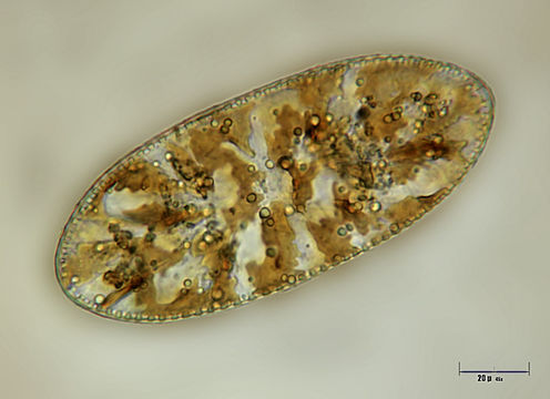 Image of <i>Cymatopleura elliptica</i>