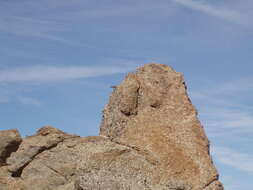 Image of Banded Rock Lizard