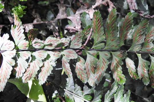 Image of Hispaniolan spleenwort